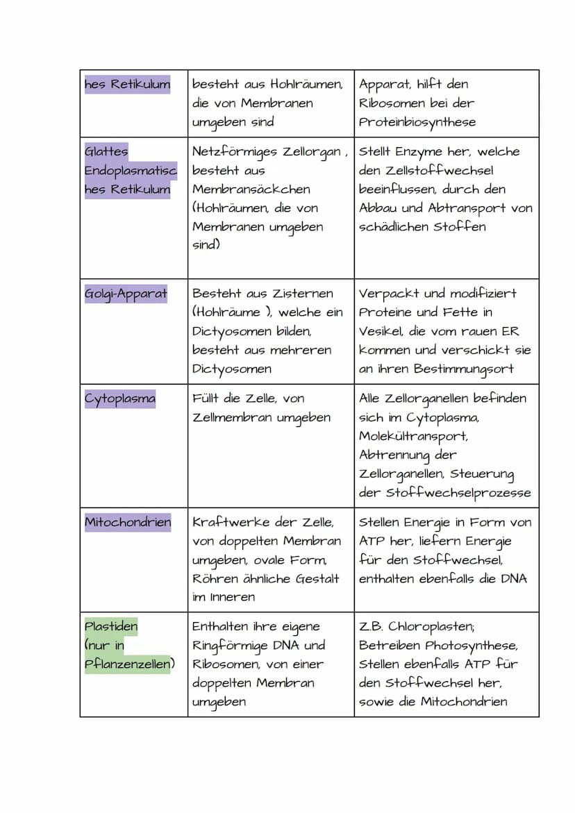 1. BIO KLAUSUR VORBEREITUNG PROKARYOTISCHE UND EUKARYOTISCHE ZELLEN
Prokaryotische Zellen:
• Einzellizenz Mikroorganismen
• Besitzen keinen 