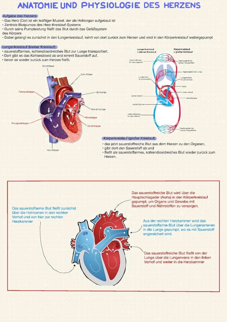Know Herz - Anatomie und Physiologie  thumbnail