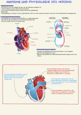 Know Herz - Anatomie und Physiologie  thumbnail