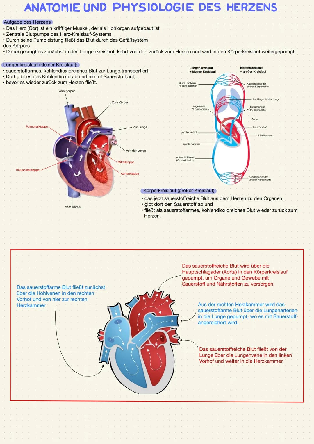 ANATOMIE UND PHYSIOLOGIE DES HERZENS
Aufgabe des Herzens
• Das Herz (Cor) ist ein kräftiger Muskel, der als Hohlorgan aufgebaut ist
• Zentra
