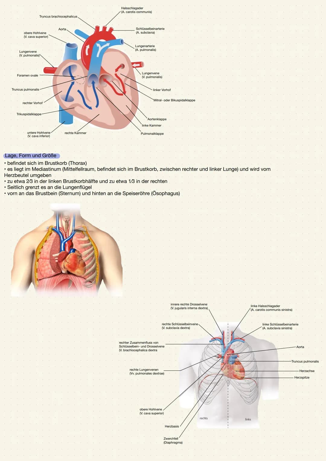 ANATOMIE UND PHYSIOLOGIE DES HERZENS
Aufgabe des Herzens
• Das Herz (Cor) ist ein kräftiger Muskel, der als Hohlorgan aufgebaut ist
• Zentra