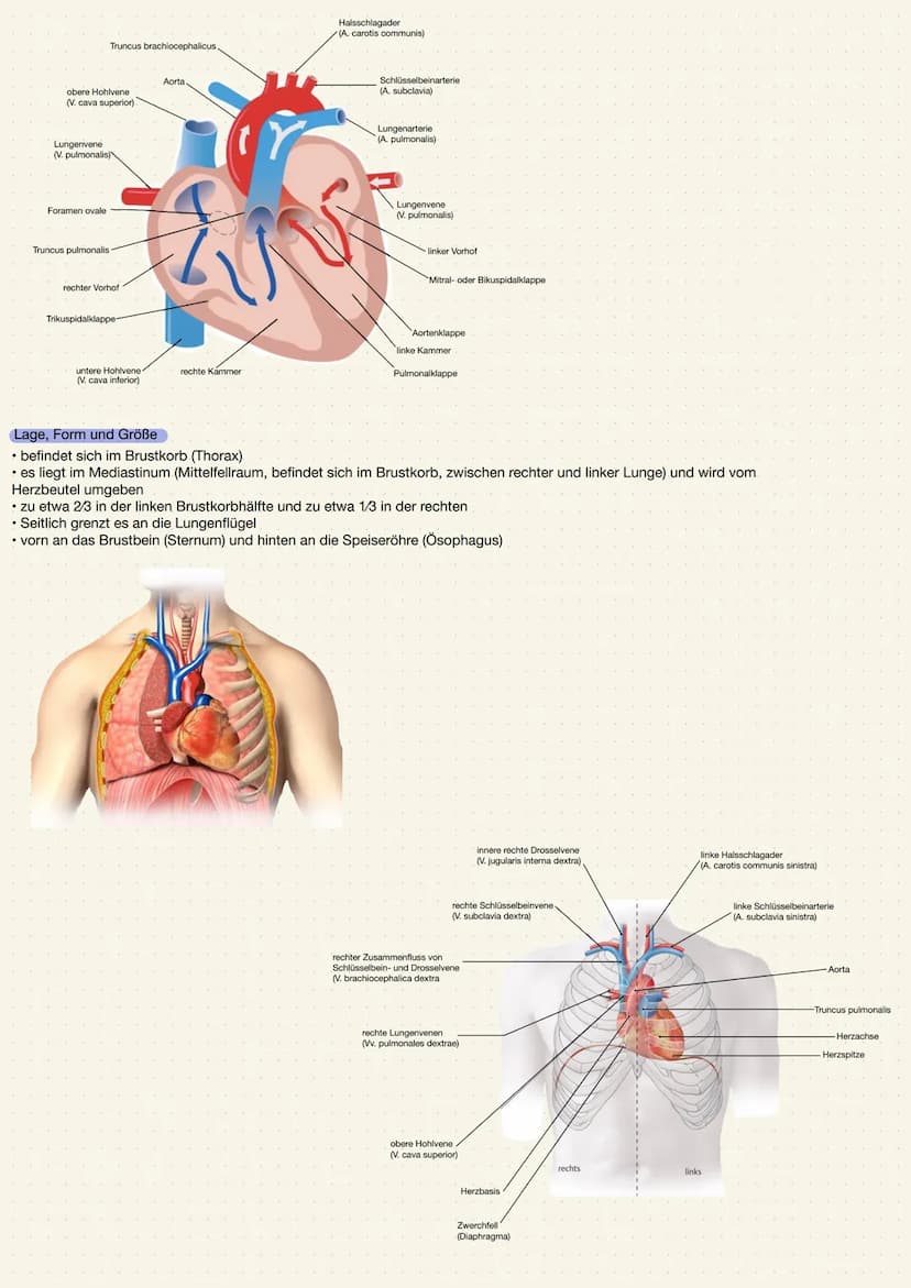 ANATOMIE UND PHYSIOLOGIE DES HERZENS
Aufgabe des Herzens
• Das Herz (Cor) ist ein kräftiger Muskel, der als Hohlorgan aufgebaut ist
• Zentra
