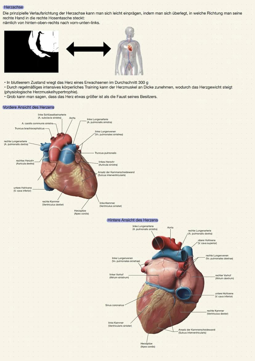 ANATOMIE UND PHYSIOLOGIE DES HERZENS
Aufgabe des Herzens
• Das Herz (Cor) ist ein kräftiger Muskel, der als Hohlorgan aufgebaut ist
• Zentra