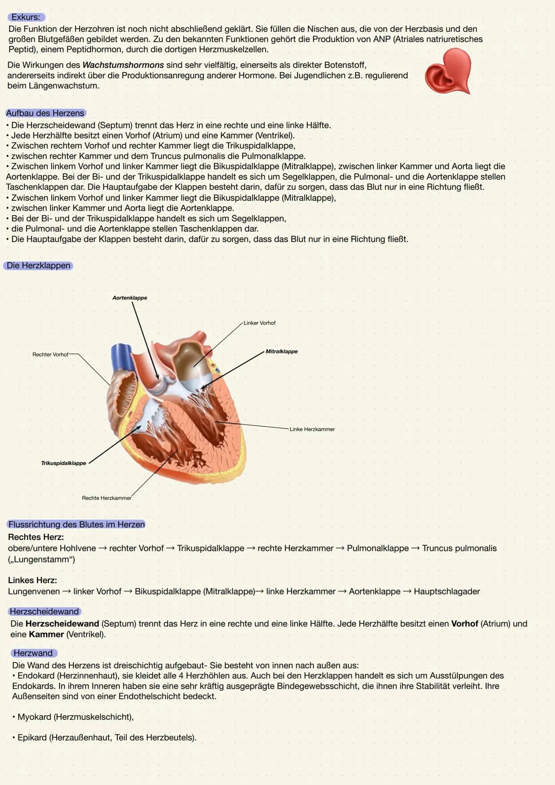 ANATOMIE UND PHYSIOLOGIE DES HERZENS
Aufgabe des Herzens
• Das Herz (Cor) ist ein kräftiger Muskel, der als Hohlorgan aufgebaut ist
• Zentra