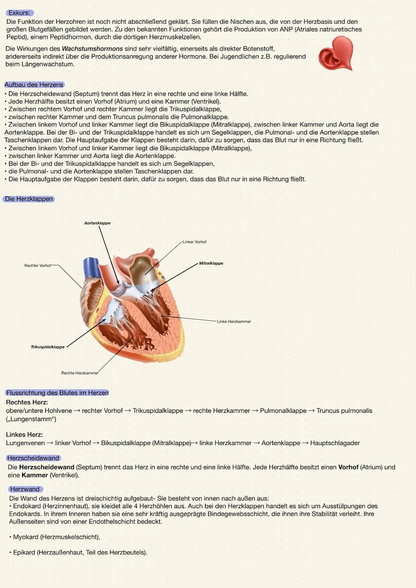 ANATOMIE UND PHYSIOLOGIE DES HERZENS
Aufgabe des Herzens
• Das Herz (Cor) ist ein kräftiger Muskel, der als Hohlorgan aufgebaut ist
• Zentra