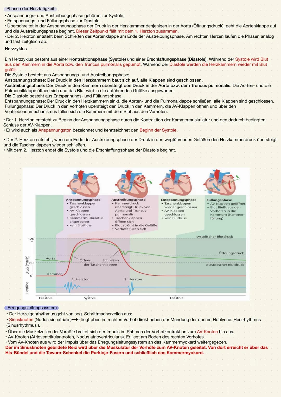 ANATOMIE UND PHYSIOLOGIE DES HERZENS
Aufgabe des Herzens
• Das Herz (Cor) ist ein kräftiger Muskel, der als Hohlorgan aufgebaut ist
• Zentra