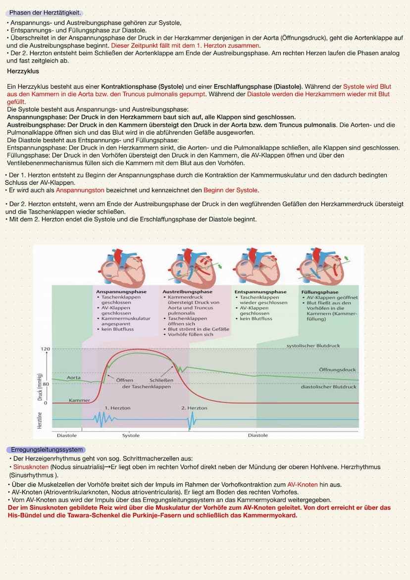 ANATOMIE UND PHYSIOLOGIE DES HERZENS
Aufgabe des Herzens
• Das Herz (Cor) ist ein kräftiger Muskel, der als Hohlorgan aufgebaut ist
• Zentra