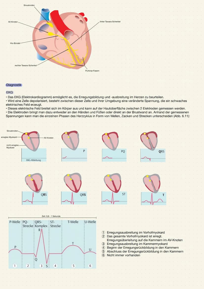 ANATOMIE UND PHYSIOLOGIE DES HERZENS
Aufgabe des Herzens
• Das Herz (Cor) ist ein kräftiger Muskel, der als Hohlorgan aufgebaut ist
• Zentra