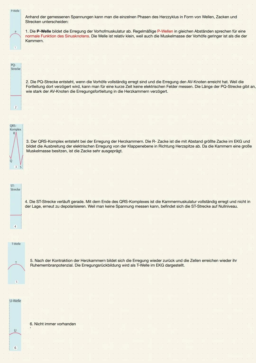 ANATOMIE UND PHYSIOLOGIE DES HERZENS
Aufgabe des Herzens
• Das Herz (Cor) ist ein kräftiger Muskel, der als Hohlorgan aufgebaut ist
• Zentra