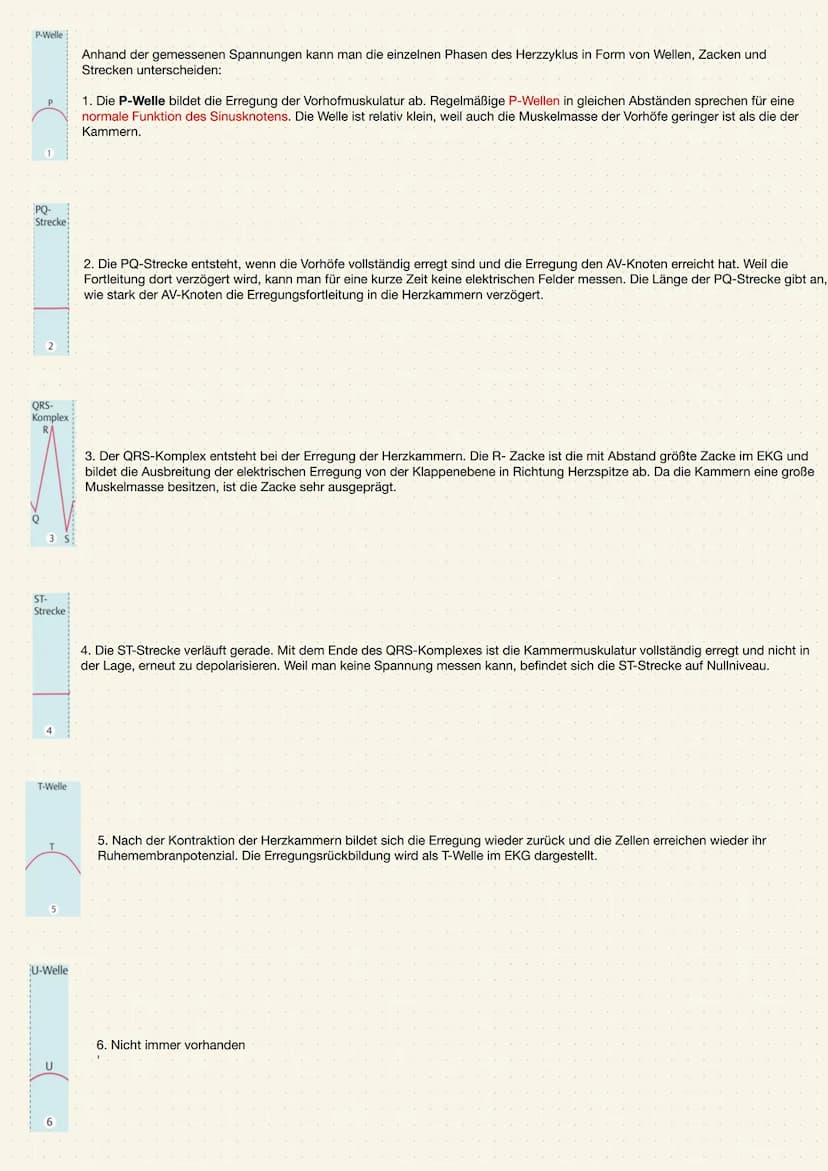 ANATOMIE UND PHYSIOLOGIE DES HERZENS
Aufgabe des Herzens
• Das Herz (Cor) ist ein kräftiger Muskel, der als Hohlorgan aufgebaut ist
• Zentra