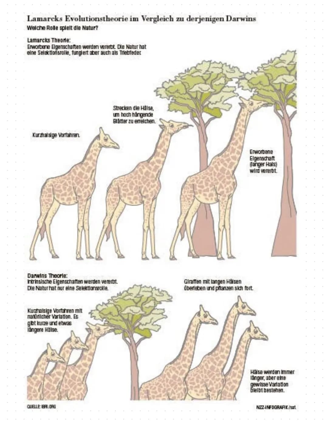 morphologischer Artbegriff:
characterisiert eine Art anhand ihren eigenen morphologischen
Besonderheiten V also Anhand einzigartigen kombina