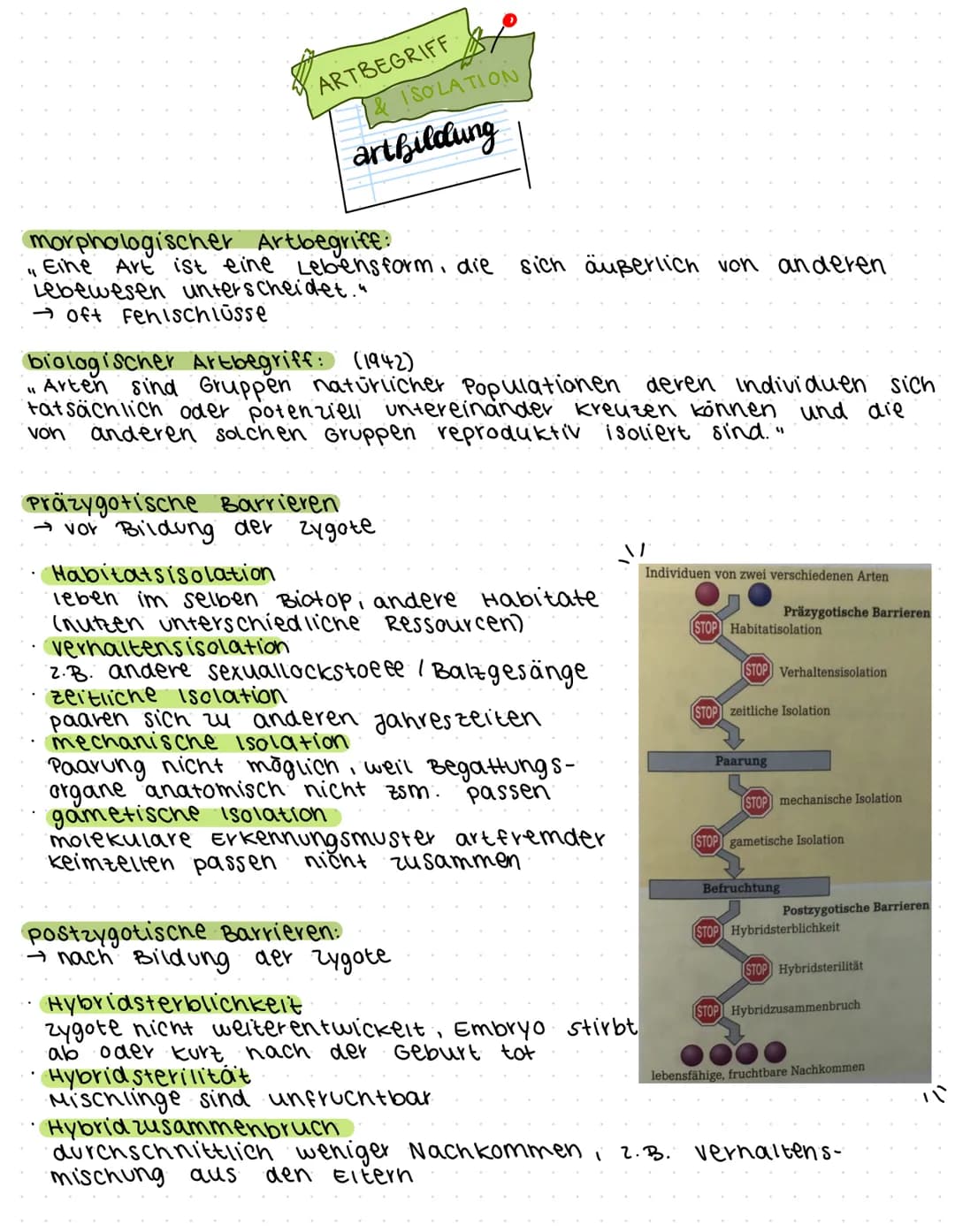 morphologischer Artbegriff:
characterisiert eine Art anhand ihren eigenen morphologischen
Besonderheiten V also Anhand einzigartigen kombina