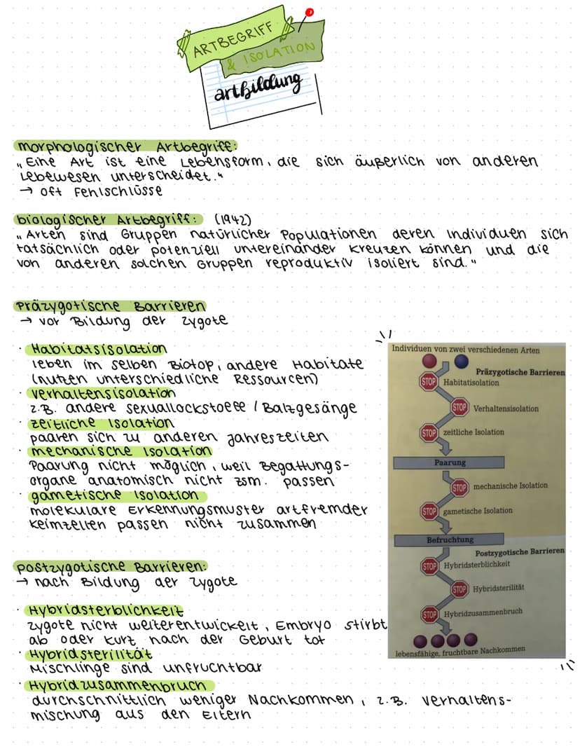 morphologischer Artbegriff:
characterisiert eine Art anhand ihren eigenen morphologischen
Besonderheiten V also Anhand einzigartigen kombina