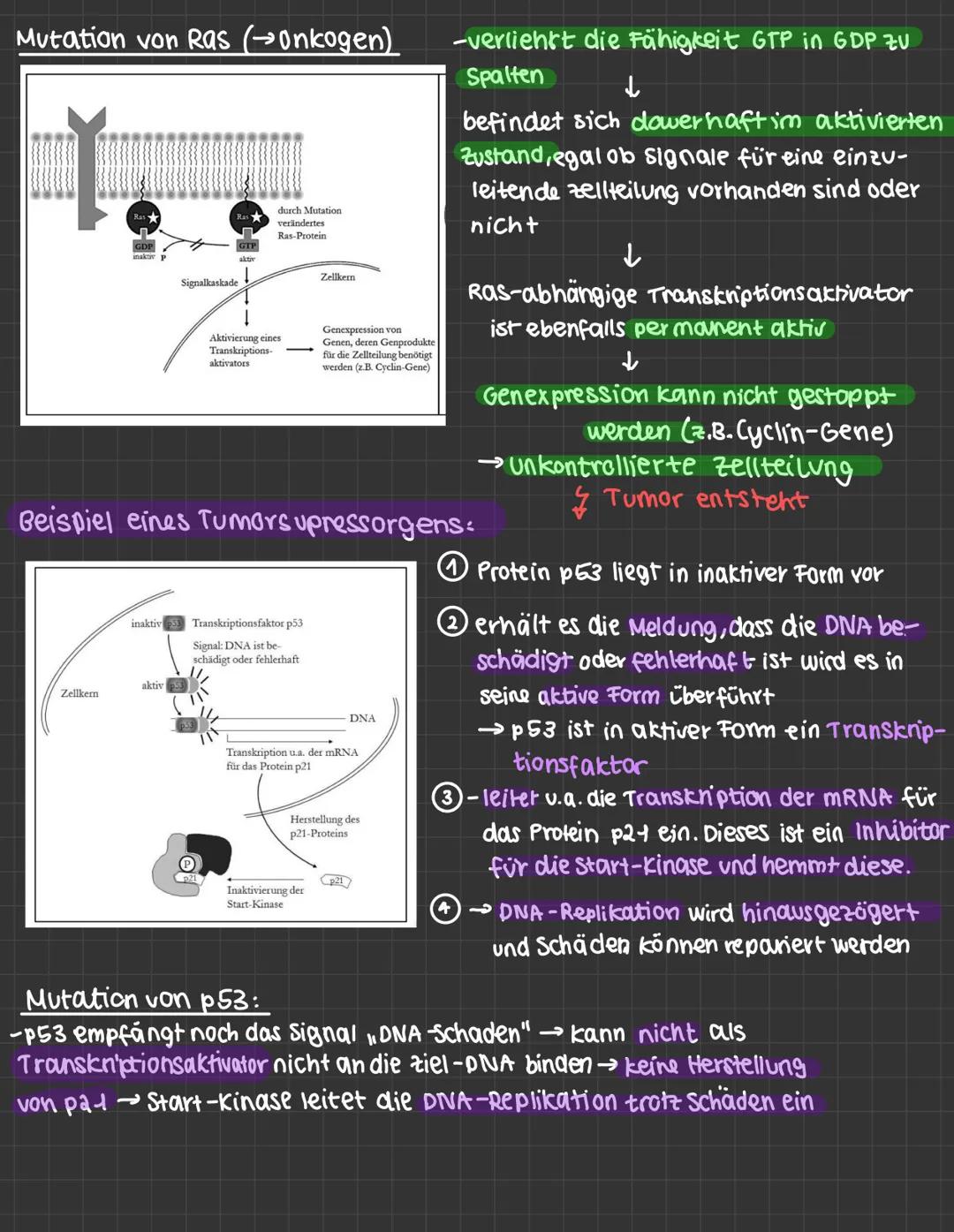 mutationen:
-daverhafte veränderung des genetischen Materials einer Zelle.
· spontane Mutation : Spontan, unter naturlichen Bedingungen
· In