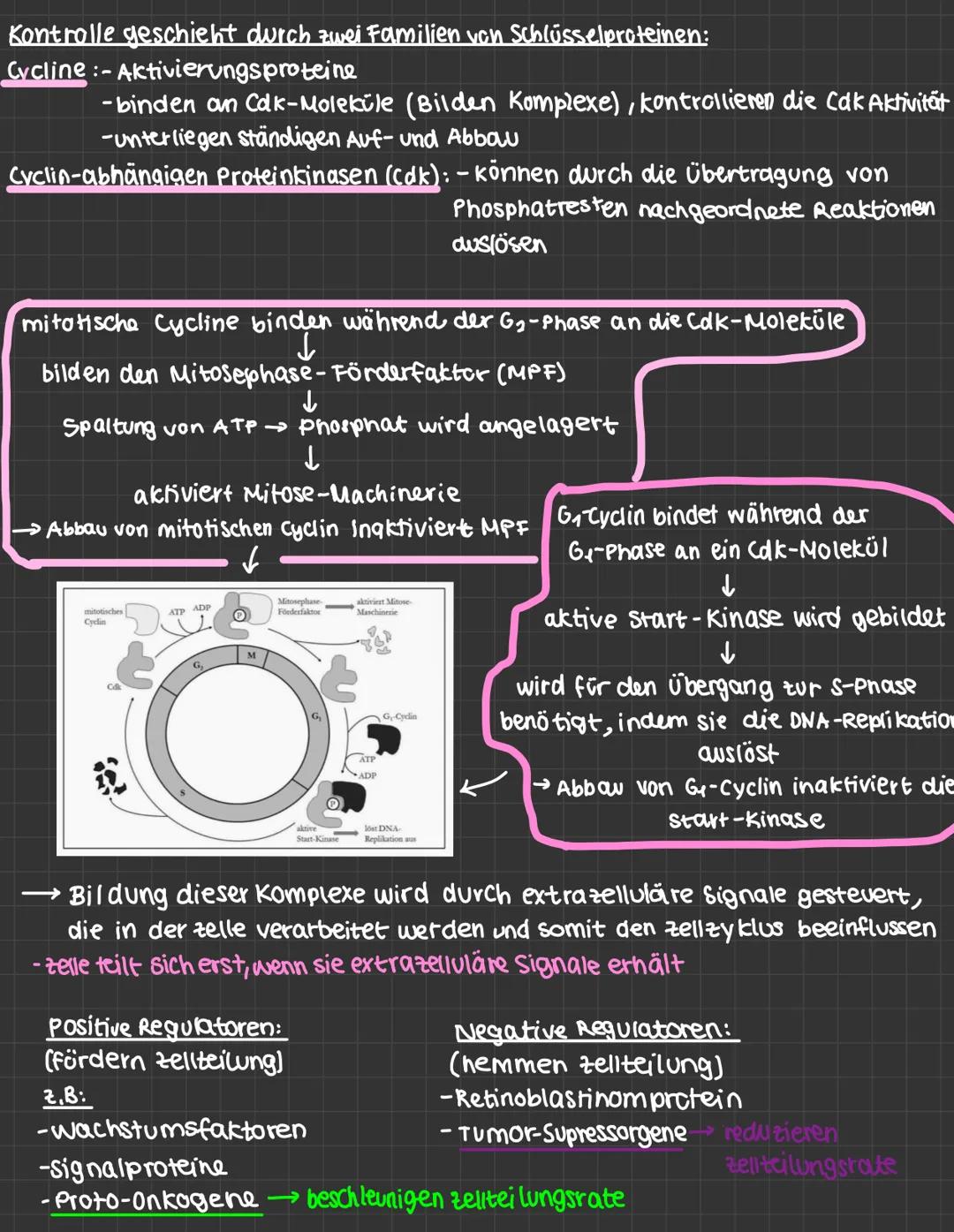 mutationen:
-daverhafte veränderung des genetischen Materials einer Zelle.
· spontane Mutation : Spontan, unter naturlichen Bedingungen
· In