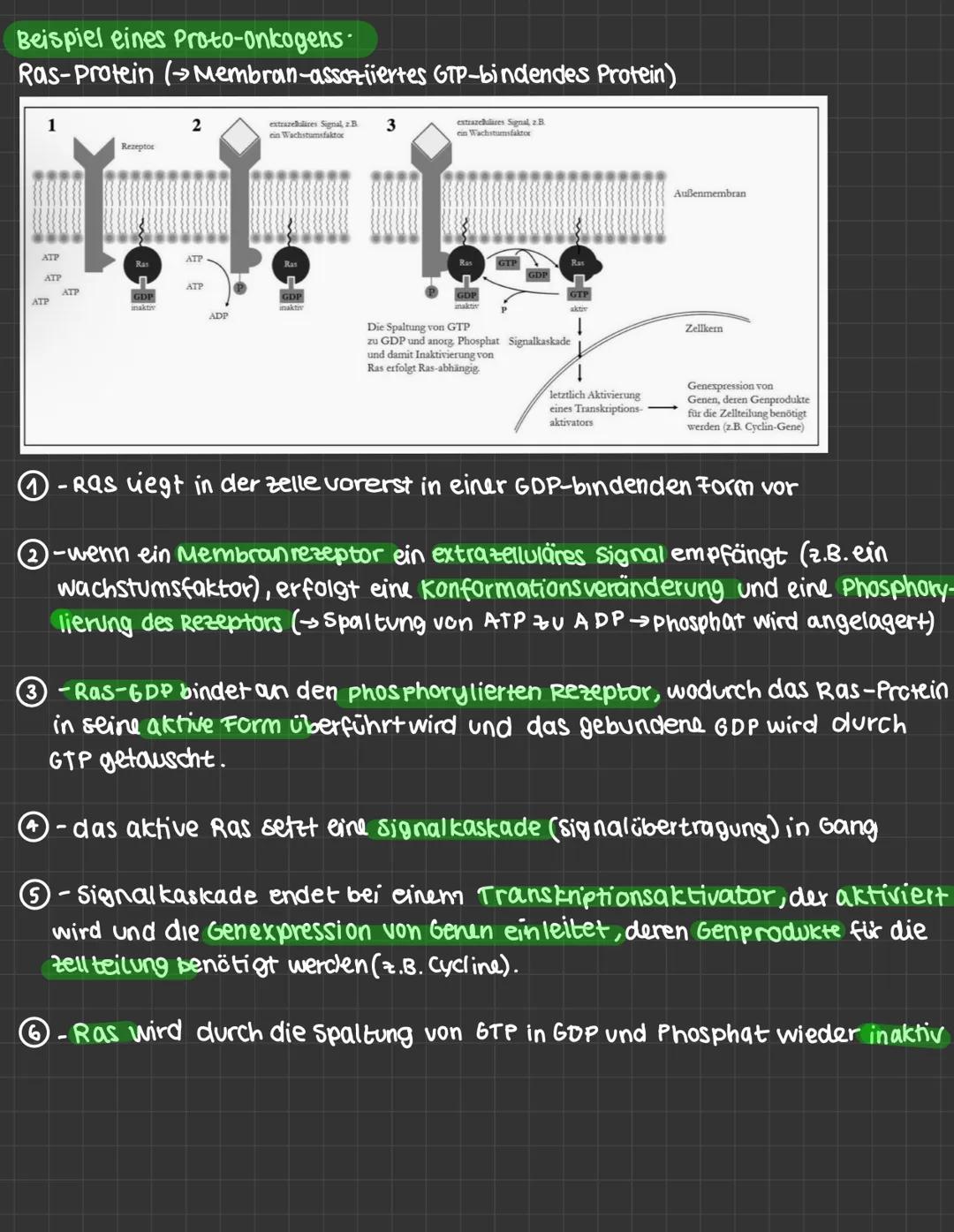 mutationen:
-daverhafte veränderung des genetischen Materials einer Zelle.
· spontane Mutation : Spontan, unter naturlichen Bedingungen
· In