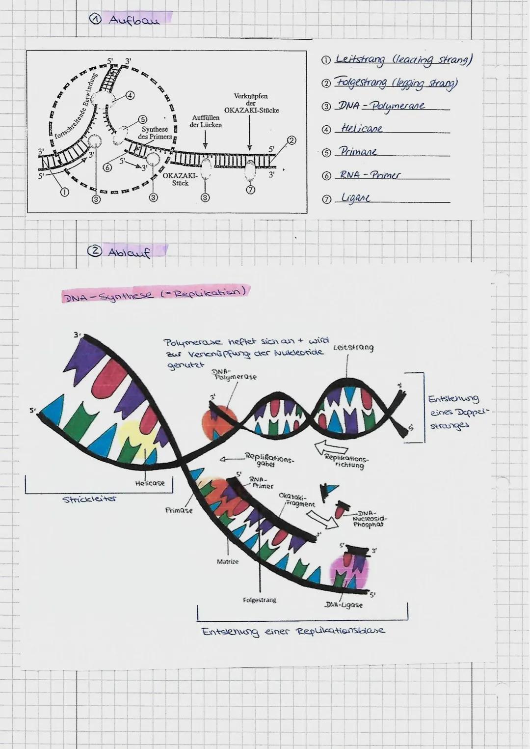 # DNA-Replikation

*   konservativ
    = Original bleibt
    komplett
    erhalten

*   dispersive
    - Original und Kopie
    sind stückwe