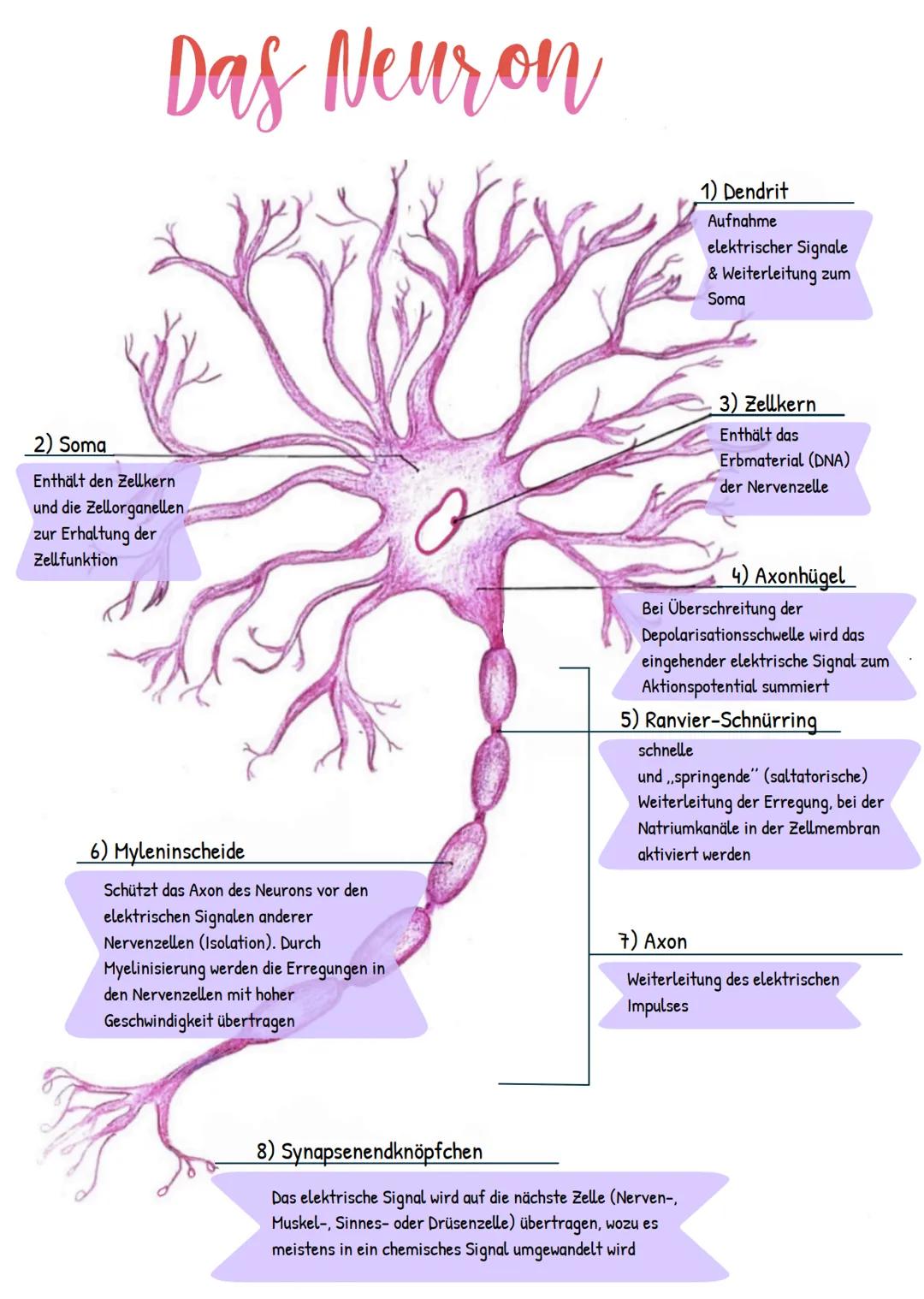 Das Neuron
2) Soma
Enthält den Zellkern
und die Zellorganellen
zur Erhaltung der
Zellfunktion
6) Myleninscheide
Schützt das Axon des Neurons