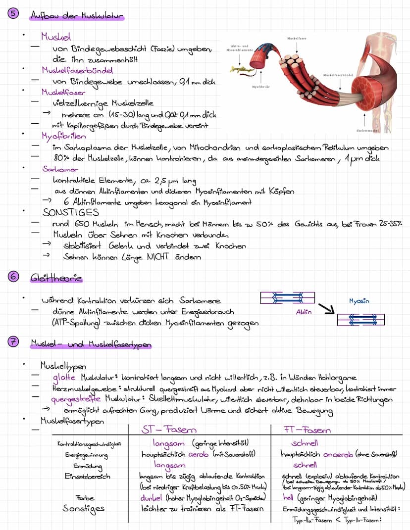 Kraft
11 Grund Krafttraining
Vermeidung degenerativer Erkrankungen des Bewegungsapparats (Rückenschmerzen, etc.)
Verringerung Verletzungsgef