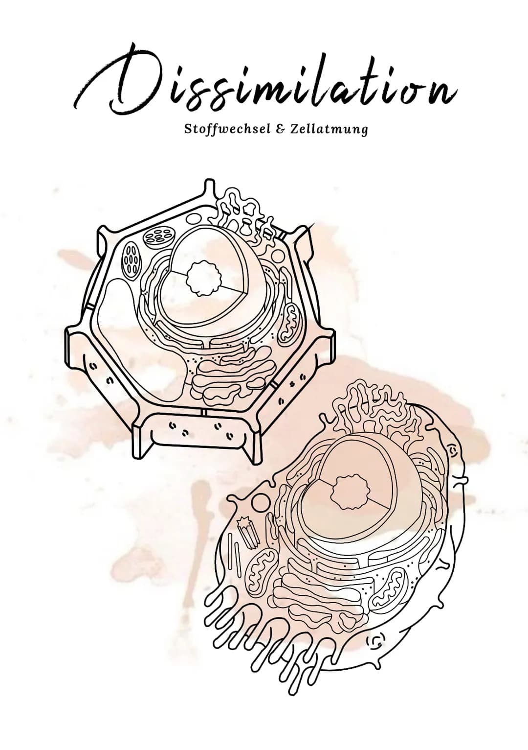 Dissimilation
Stoffwechsel & Zellatmung
6
ଉଇକ
(C) Grundeinheit aller Lebewesen
alle Zellen gehen aus anderen hervor
. lat. cellula = kleiner