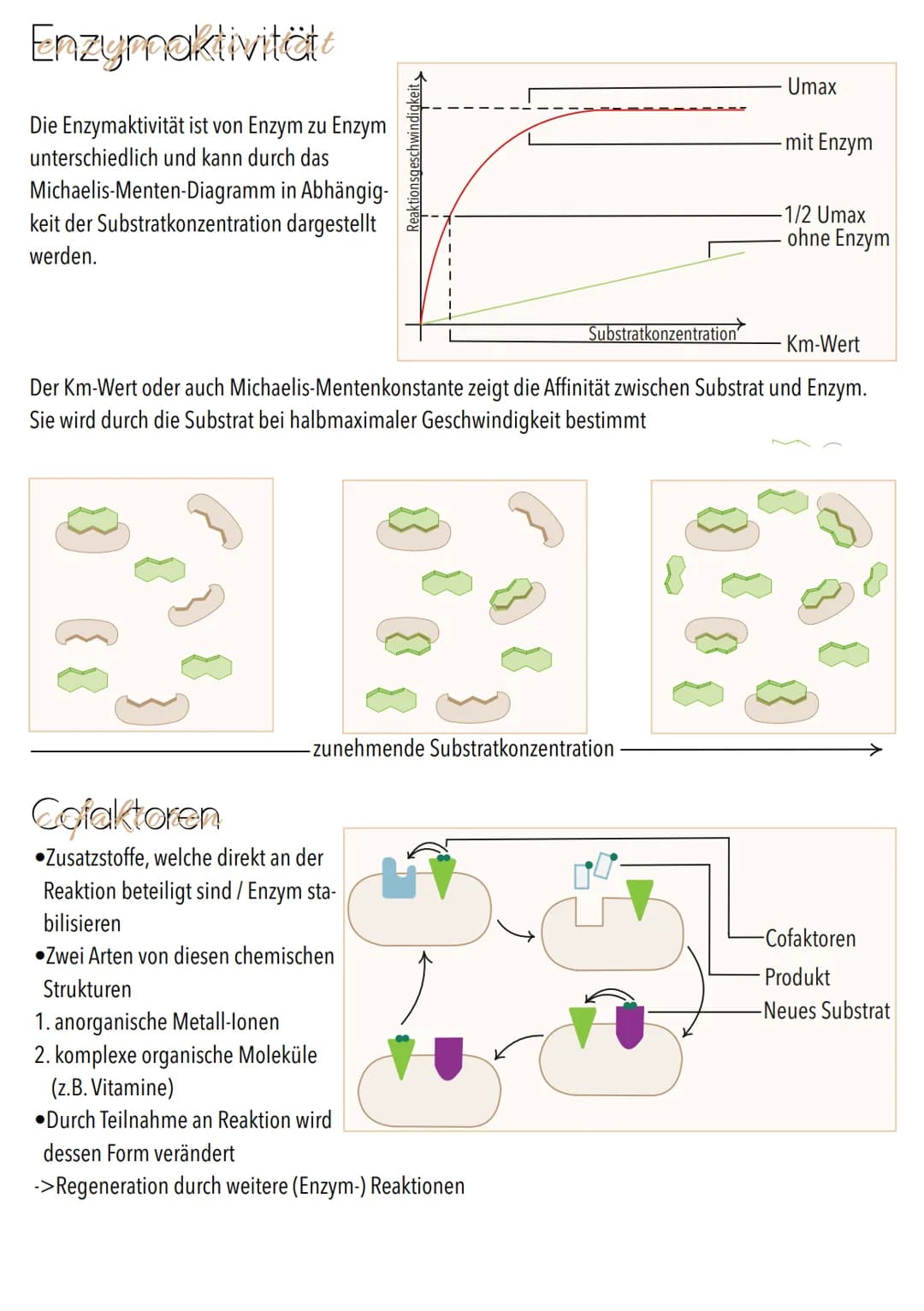 Dissimilation
Stoffwechsel & Zellatmung
6
ଉଇକ
(C) Grundeinheit aller Lebewesen
alle Zellen gehen aus anderen hervor
. lat. cellula = kleiner