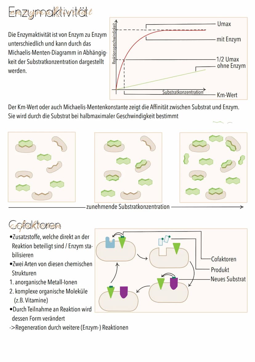 Dissimilation
Stoffwechsel & Zellatmung
6
ଉଇକ
(C) Grundeinheit aller Lebewesen
alle Zellen gehen aus anderen hervor
. lat. cellula = kleiner