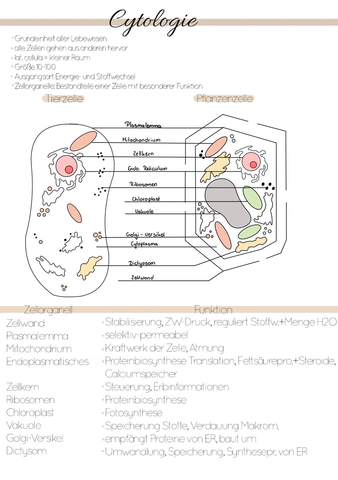 Dissimilation
Stoffwechsel & Zellatmung
6
ଉଇକ
(C) Grundeinheit aller Lebewesen
alle Zellen gehen aus anderen hervor
. lat. cellula = kleiner