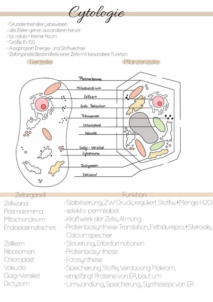 Dissimilation
Stoffwechsel & Zellatmung
6
ଉଇକ
(C) Grundeinheit aller Lebewesen
alle Zellen gehen aus anderen hervor
. lat. cellula = kleiner