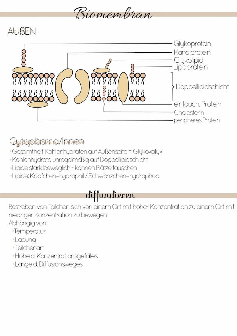 Dissimilation
Stoffwechsel & Zellatmung
6
ଉଇକ
(C) Grundeinheit aller Lebewesen
alle Zellen gehen aus anderen hervor
. lat. cellula = kleiner