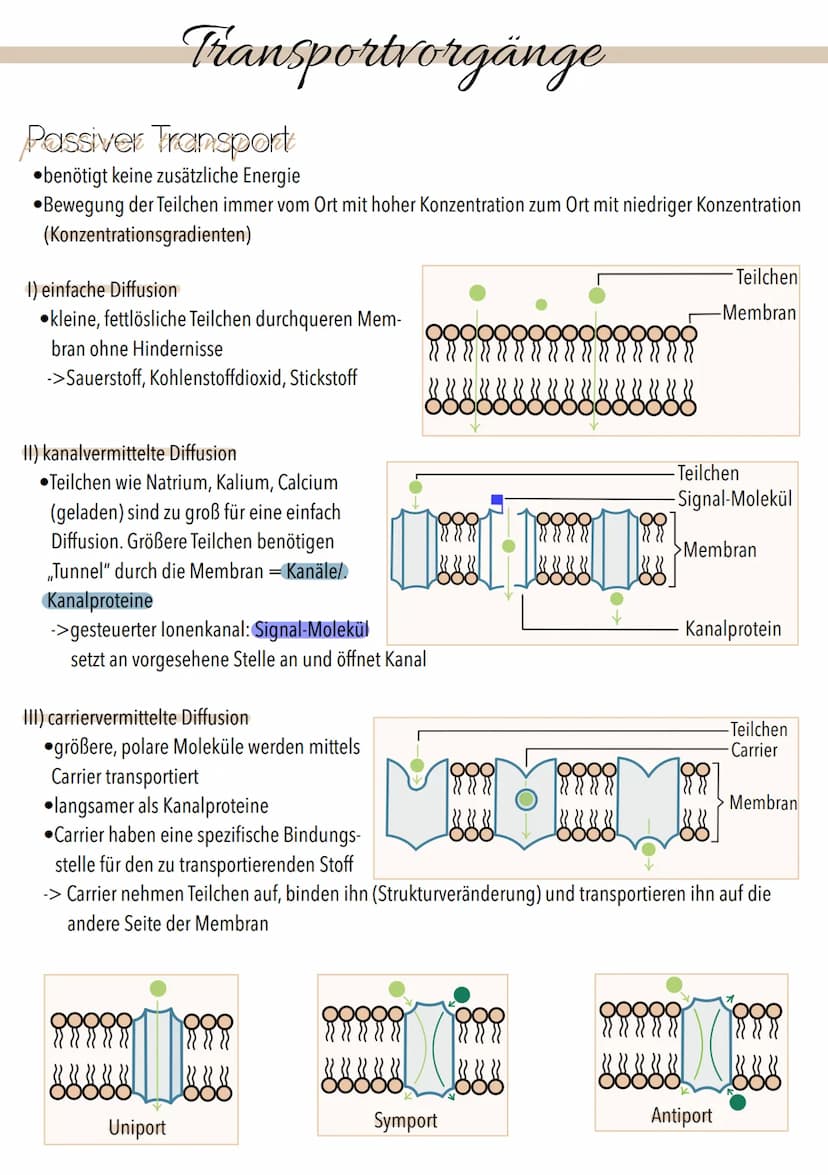 Dissimilation
Stoffwechsel & Zellatmung
6
ଉଇକ
(C) Grundeinheit aller Lebewesen
alle Zellen gehen aus anderen hervor
. lat. cellula = kleiner