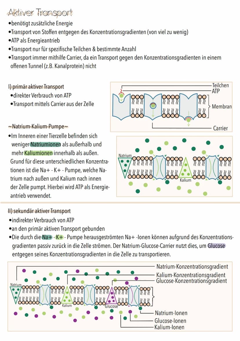 Dissimilation
Stoffwechsel & Zellatmung
6
ଉଇକ
(C) Grundeinheit aller Lebewesen
alle Zellen gehen aus anderen hervor
. lat. cellula = kleiner