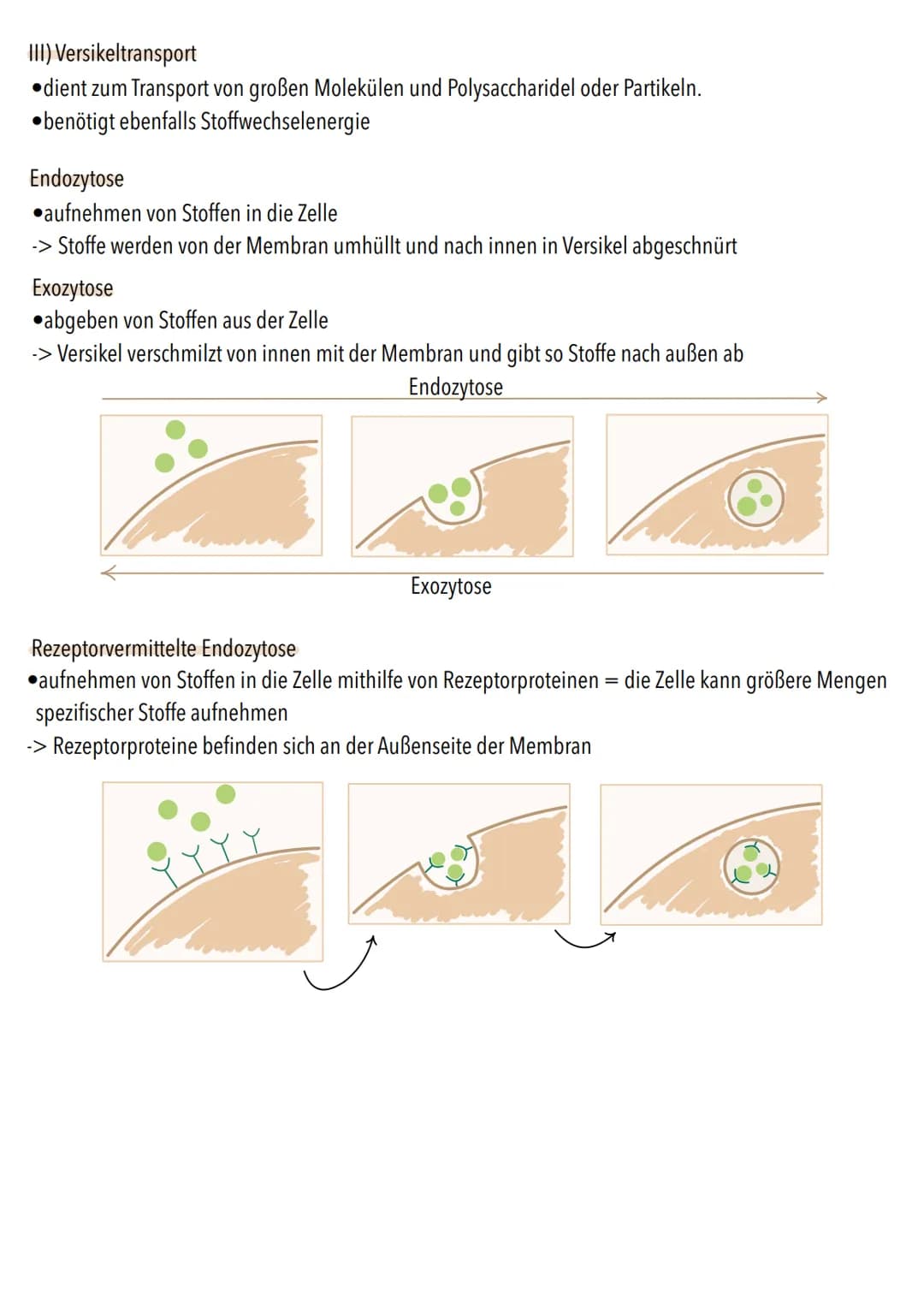Dissimilation
Stoffwechsel & Zellatmung
6
ଉଇକ
(C) Grundeinheit aller Lebewesen
alle Zellen gehen aus anderen hervor
. lat. cellula = kleiner