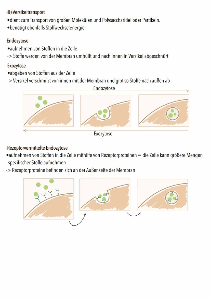 Dissimilation
Stoffwechsel & Zellatmung
6
ଉଇକ
(C) Grundeinheit aller Lebewesen
alle Zellen gehen aus anderen hervor
. lat. cellula = kleiner