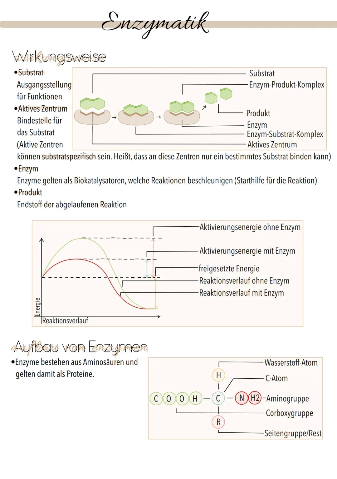 Dissimilation
Stoffwechsel & Zellatmung
6
ଉଇକ
(C) Grundeinheit aller Lebewesen
alle Zellen gehen aus anderen hervor
. lat. cellula = kleiner