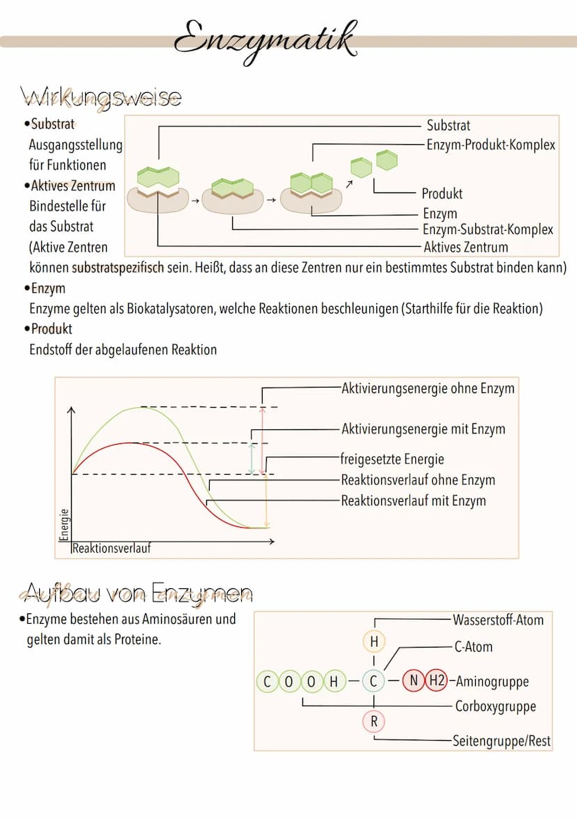 Dissimilation
Stoffwechsel & Zellatmung
6
ଉଇକ
(C) Grundeinheit aller Lebewesen
alle Zellen gehen aus anderen hervor
. lat. cellula = kleiner