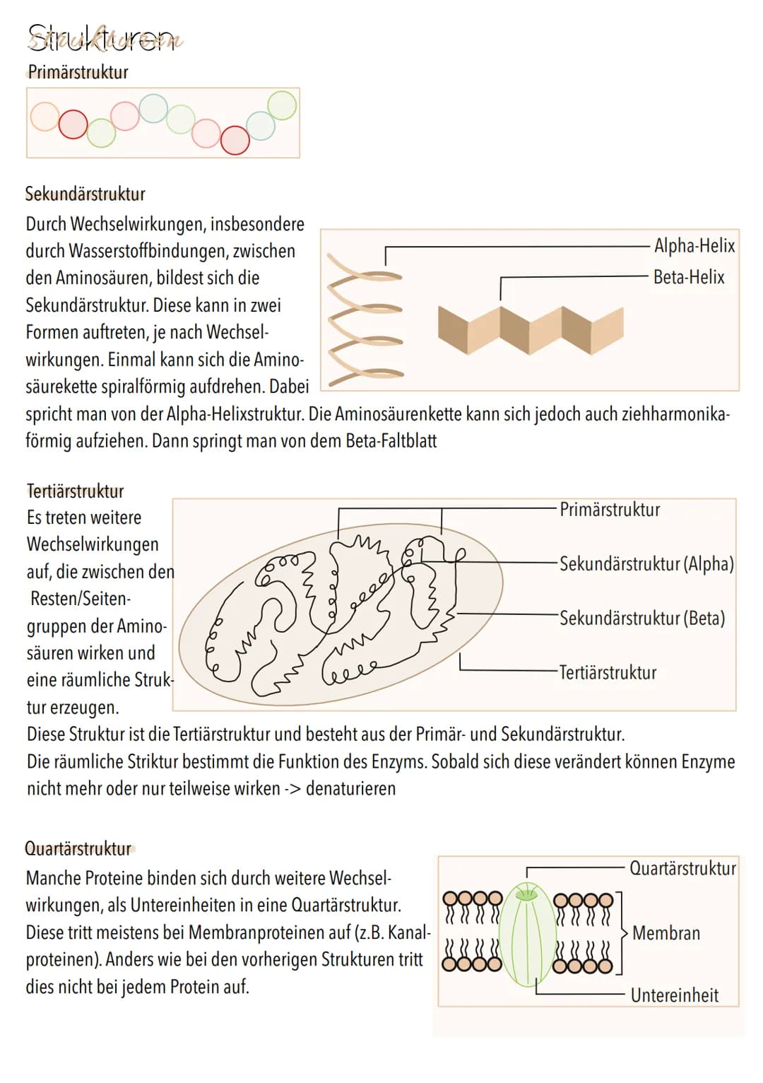 Dissimilation
Stoffwechsel & Zellatmung
6
ଉଇକ
(C) Grundeinheit aller Lebewesen
alle Zellen gehen aus anderen hervor
. lat. cellula = kleiner
