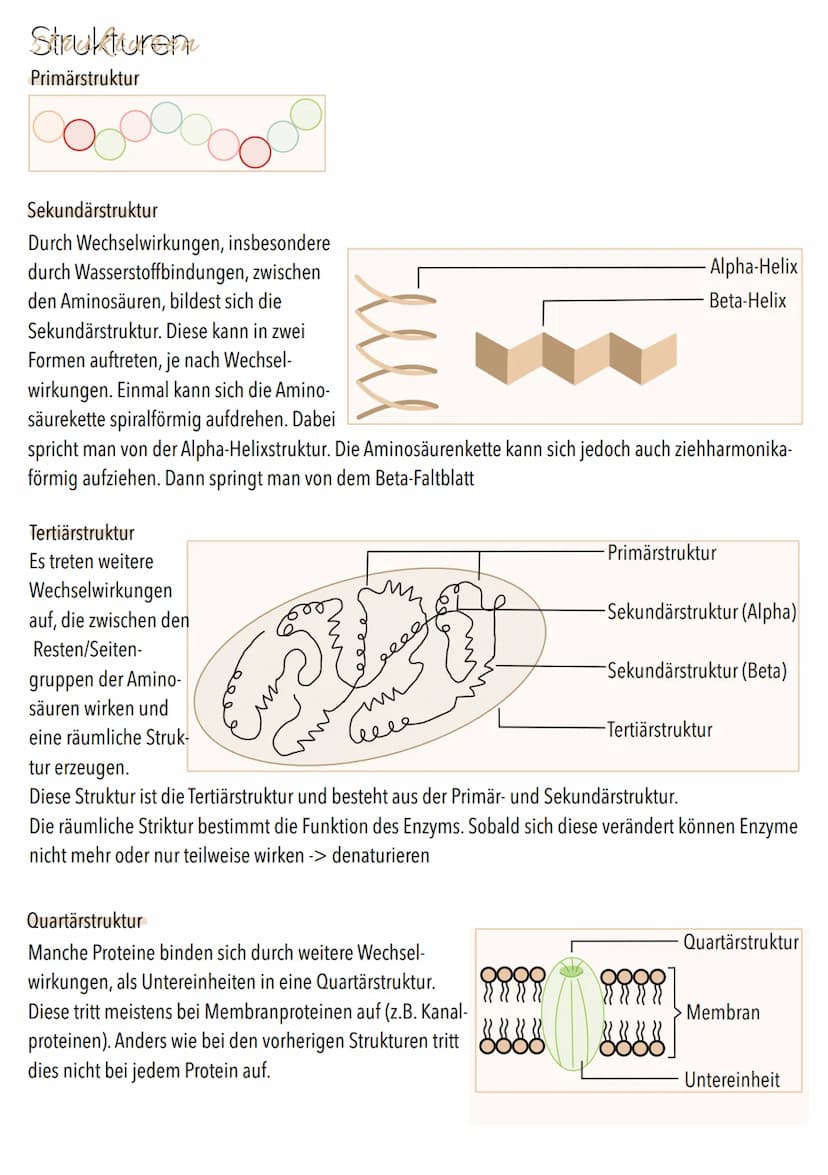 Dissimilation
Stoffwechsel & Zellatmung
6
ଉଇକ
(C) Grundeinheit aller Lebewesen
alle Zellen gehen aus anderen hervor
. lat. cellula = kleiner