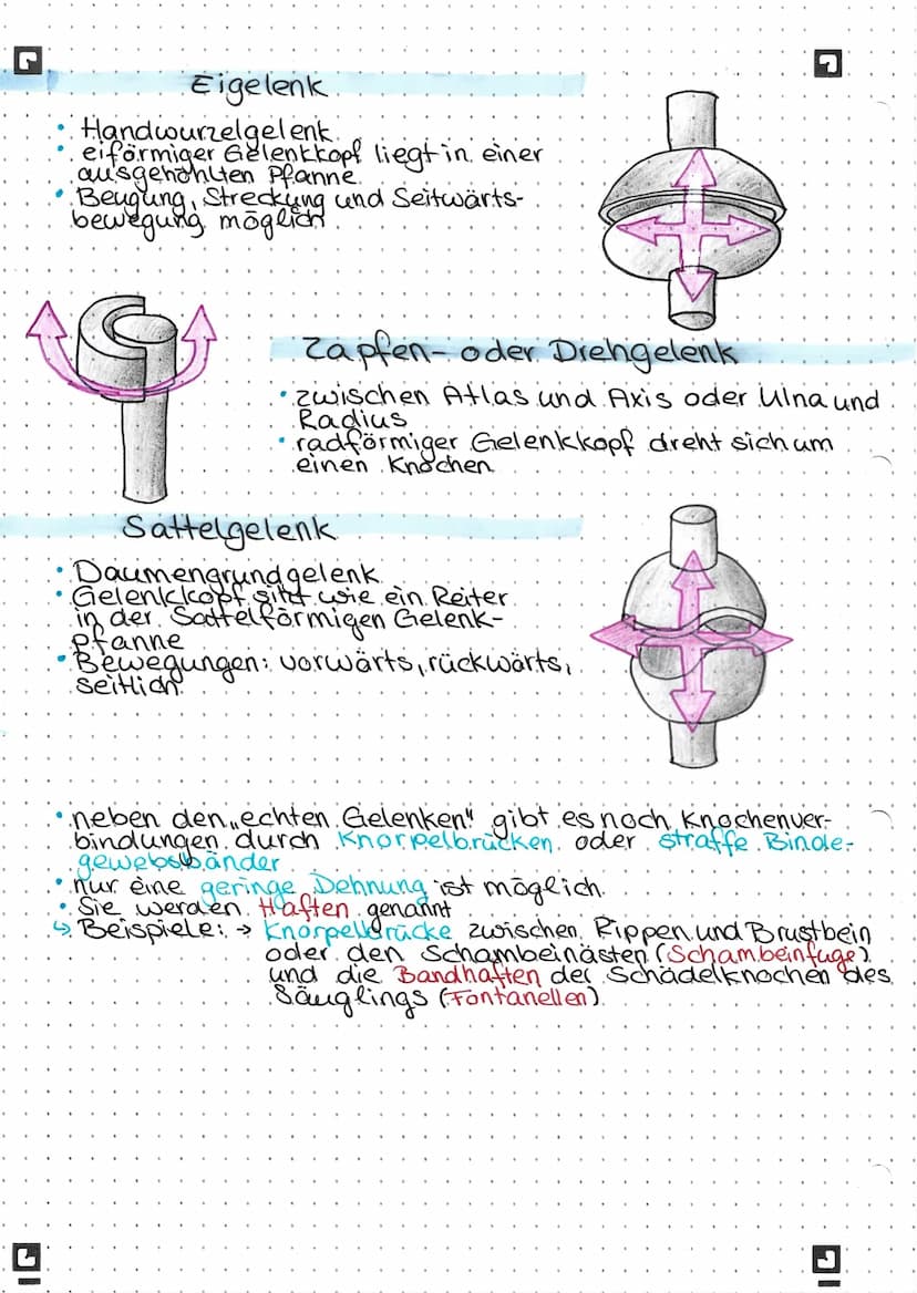▪Gelenkformen.
Bewegungen
Beugung (Flexion)
Streckung (Extension)
—
Abspreizen (Abduktion) Anziehen (Adduktion).
Innendrehung (Innenrotation