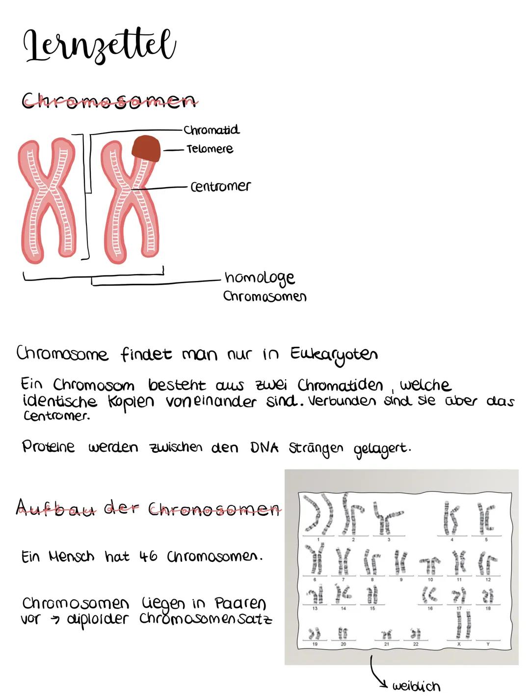 Lernzettel
Chromosomen
88
-Chromatid
Telomere
Centromer
- homologe
Chromosomen
Chromosome findet man nur in Eukaryoten
Ein Chromosom besteht