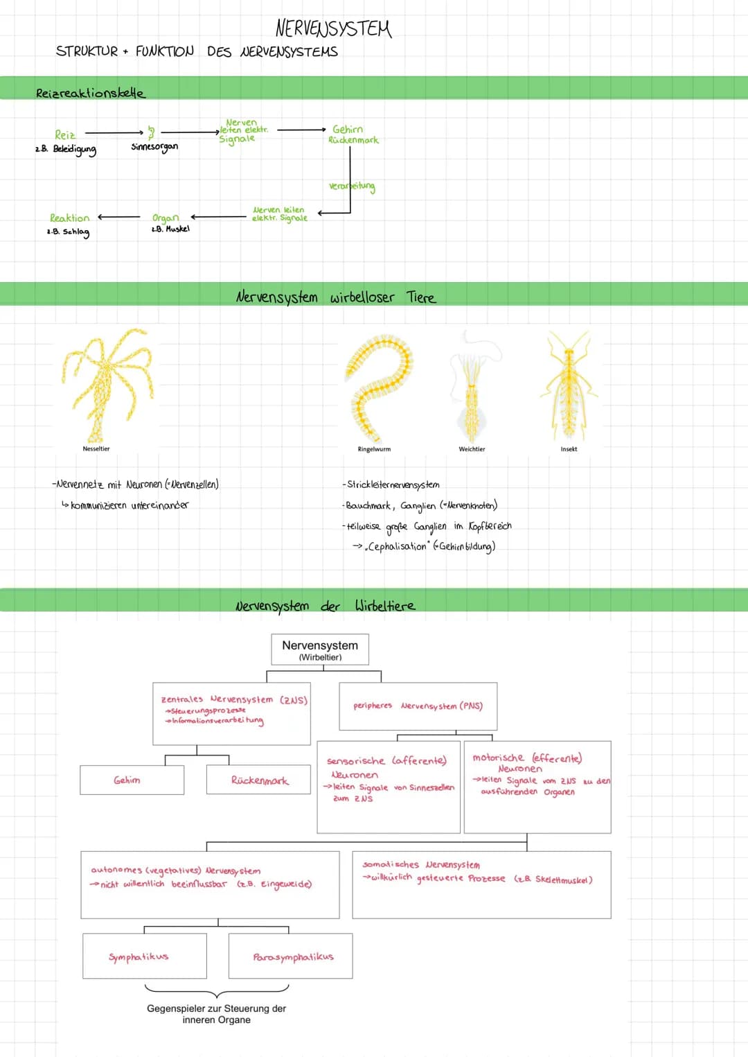STRUKTUR FUNKTION DES NERVENSYSTEMS
Reizreaktionskette
Reiz
2.B. Beleidigung
Reaktion
1.B. Schlag
Nesseltier
Sinnesorgan
Organ
2.B. Muskel
G