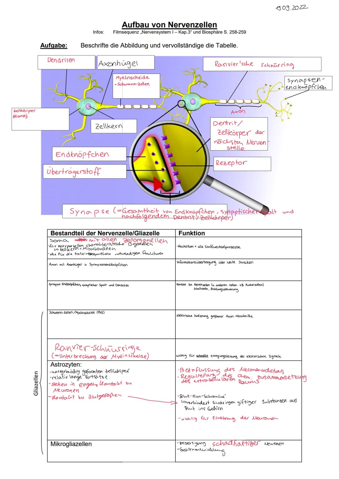 STRUKTUR FUNKTION DES NERVENSYSTEMS
Reizreaktionskette
Reiz
2.B. Beleidigung
Reaktion
1.B. Schlag
Nesseltier
Sinnesorgan
Organ
2.B. Muskel
G