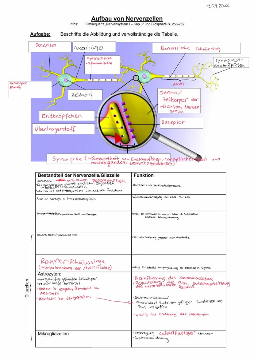 STRUKTUR FUNKTION DES NERVENSYSTEMS
Reizreaktionskette
Reiz
2.B. Beleidigung
Reaktion
1.B. Schlag
Nesseltier
Sinnesorgan
Organ
2.B. Muskel
G