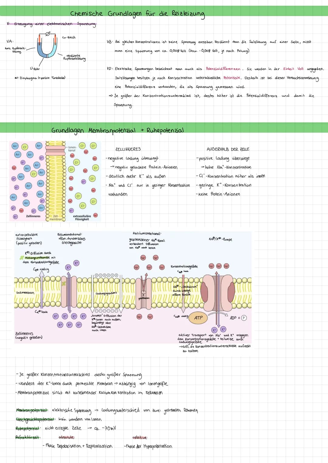 STRUKTUR FUNKTION DES NERVENSYSTEMS
Reizreaktionskette
Reiz
2.B. Beleidigung
Reaktion
1.B. Schlag
Nesseltier
Sinnesorgan
Organ
2.B. Muskel
G