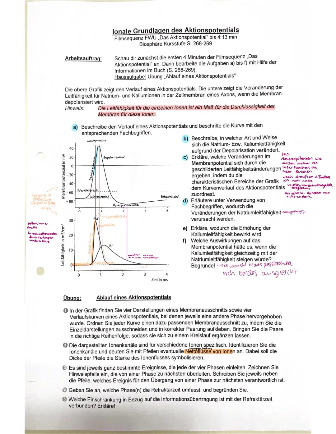 STRUKTUR FUNKTION DES NERVENSYSTEMS
Reizreaktionskette
Reiz
2.B. Beleidigung
Reaktion
1.B. Schlag
Nesseltier
Sinnesorgan
Organ
2.B. Muskel
G
