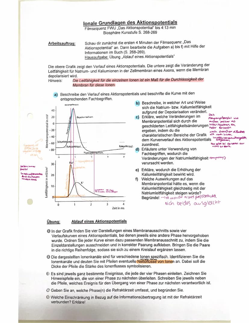 STRUKTUR FUNKTION DES NERVENSYSTEMS
Reizreaktionskette
Reiz
2.B. Beleidigung
Reaktion
1.B. Schlag
Nesseltier
Sinnesorgan
Organ
2.B. Muskel
G