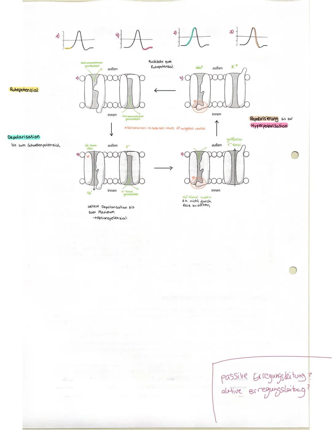 STRUKTUR FUNKTION DES NERVENSYSTEMS
Reizreaktionskette
Reiz
2.B. Beleidigung
Reaktion
1.B. Schlag
Nesseltier
Sinnesorgan
Organ
2.B. Muskel
G