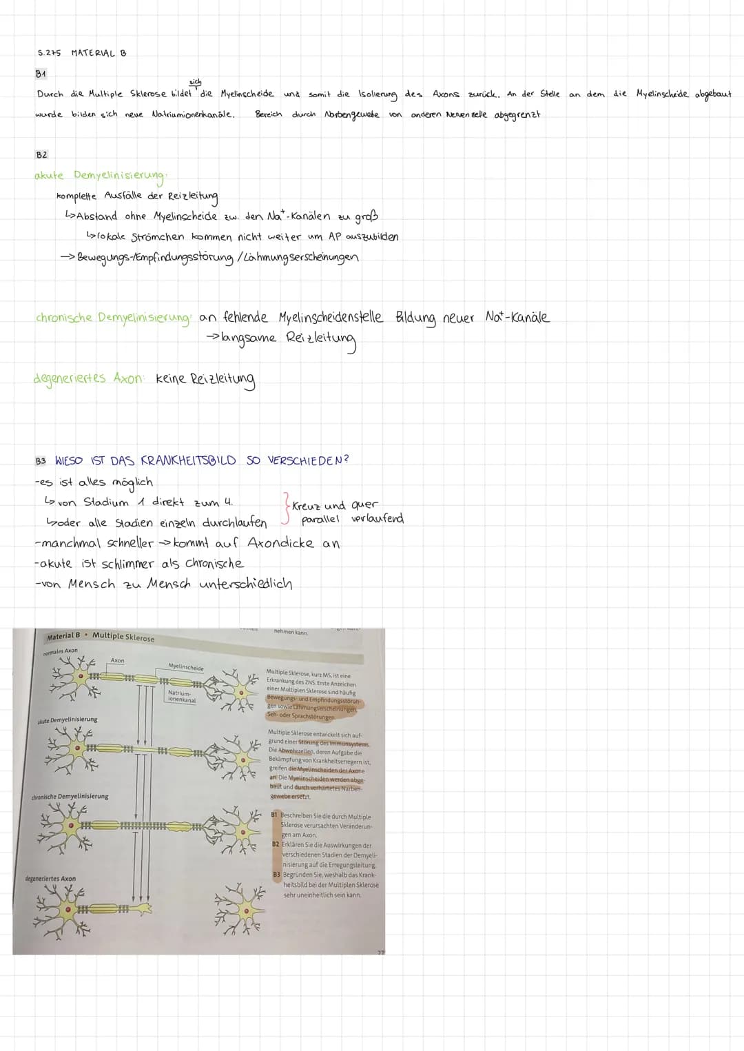 STRUKTUR FUNKTION DES NERVENSYSTEMS
Reizreaktionskette
Reiz
2.B. Beleidigung
Reaktion
1.B. Schlag
Nesseltier
Sinnesorgan
Organ
2.B. Muskel
G