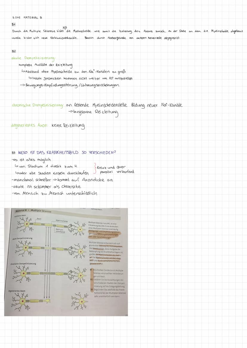 STRUKTUR FUNKTION DES NERVENSYSTEMS
Reizreaktionskette
Reiz
2.B. Beleidigung
Reaktion
1.B. Schlag
Nesseltier
Sinnesorgan
Organ
2.B. Muskel
G