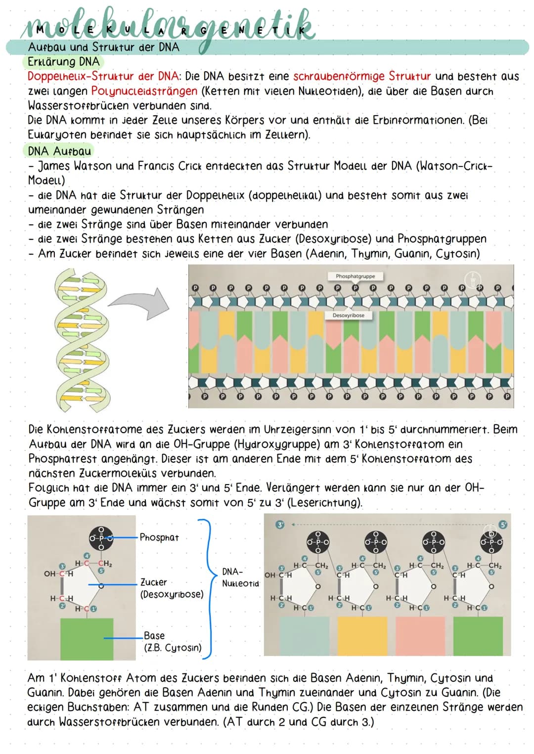 molekulargenetik
Aufbau und Struktur der DNA
Erklärung DNA
Doppelhelix-Struktur der DNA: Die DNA besitzt eine schraubenförmige Struktur und 