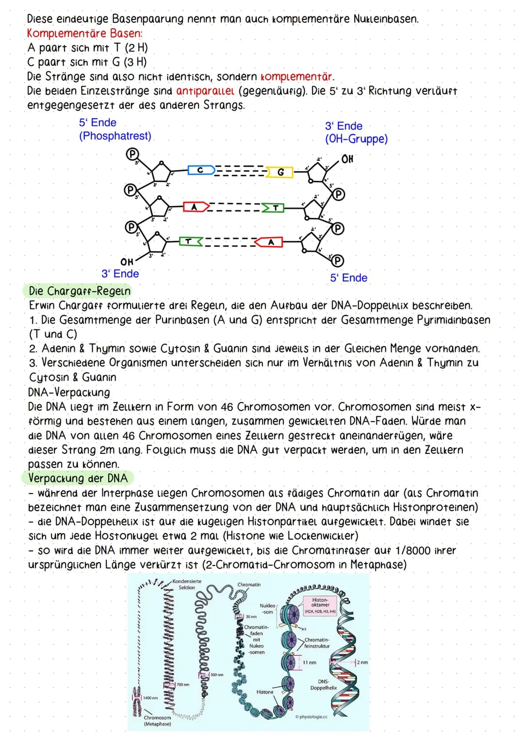 molekulargenetik
Aufbau und Struktur der DNA
Erklärung DNA
Doppelhelix-Struktur der DNA: Die DNA besitzt eine schraubenförmige Struktur und 